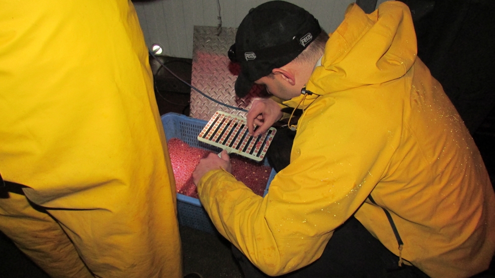 Hatchery worker testing eggs